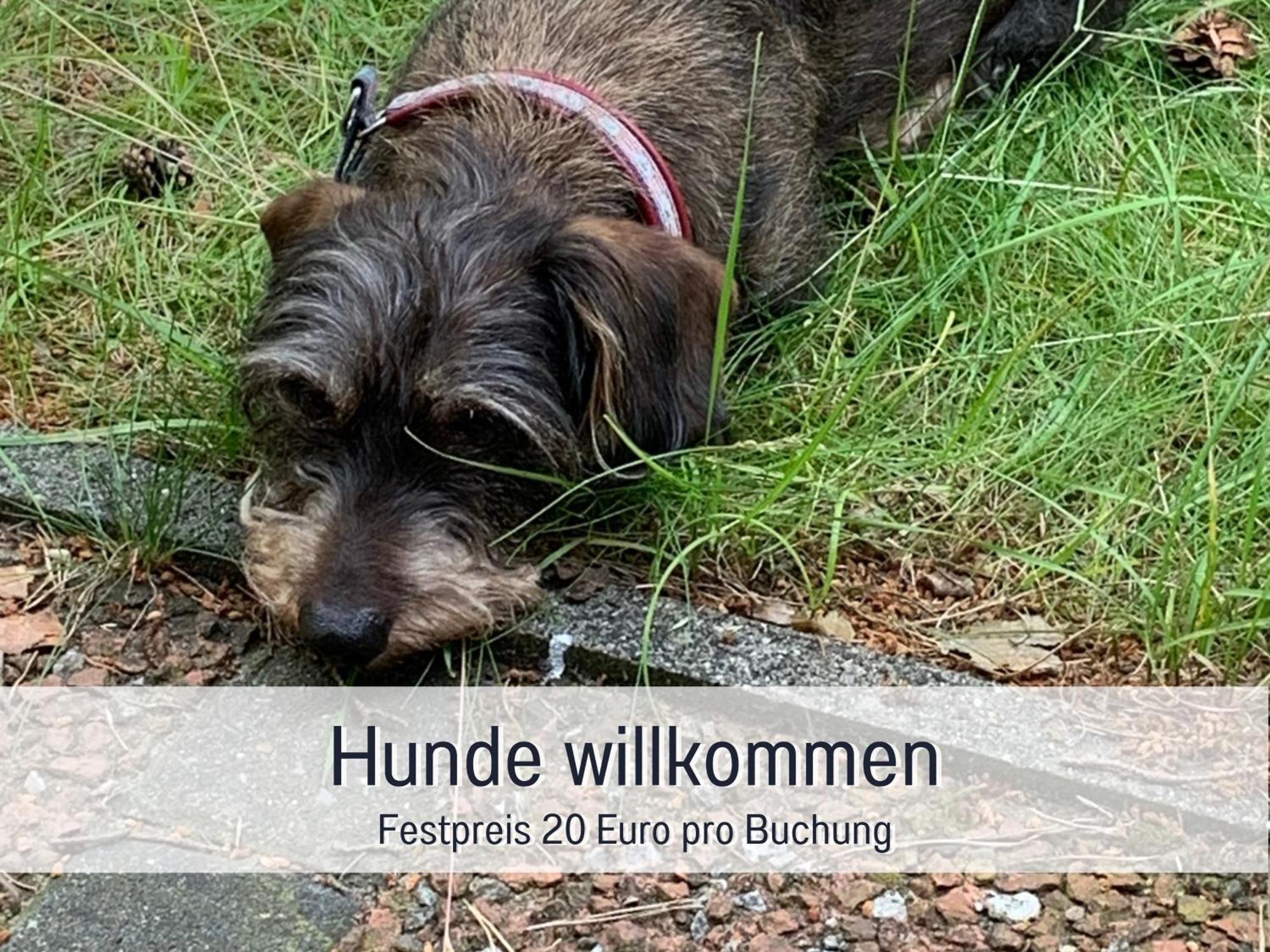 Ferienhaus Dackelglueck Schmallenberg Exteriör bild